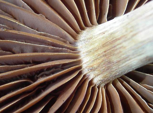Cortinarius spec. Cod.:2899-07